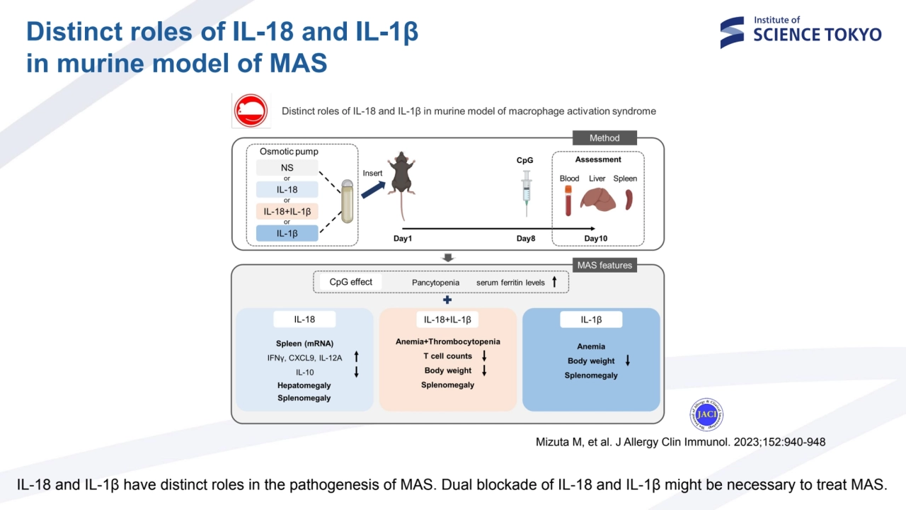 Distinct roles of IL-18 and IL-1β 
in murine model of MAS
Mizuta M, et al. J Allergy Clin Immunol…