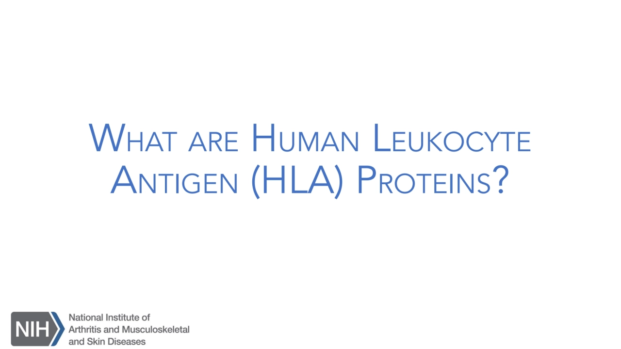 WHAT ARE HUMAN LEUKOCYTE
ANTIGEN (HLA) PROTEINS?