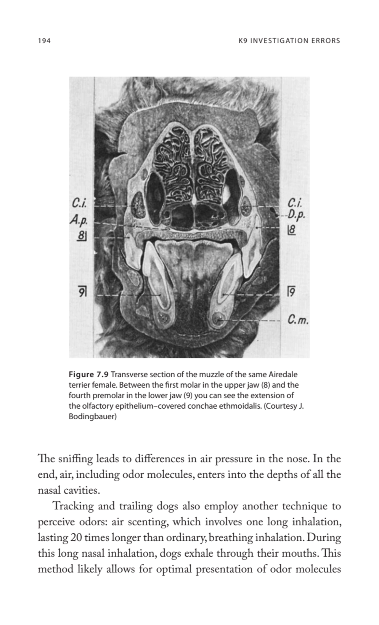 194 K9 INVESTIGATION ERRORS
The sniffing leads to differences in air pressure in the nose. In the …