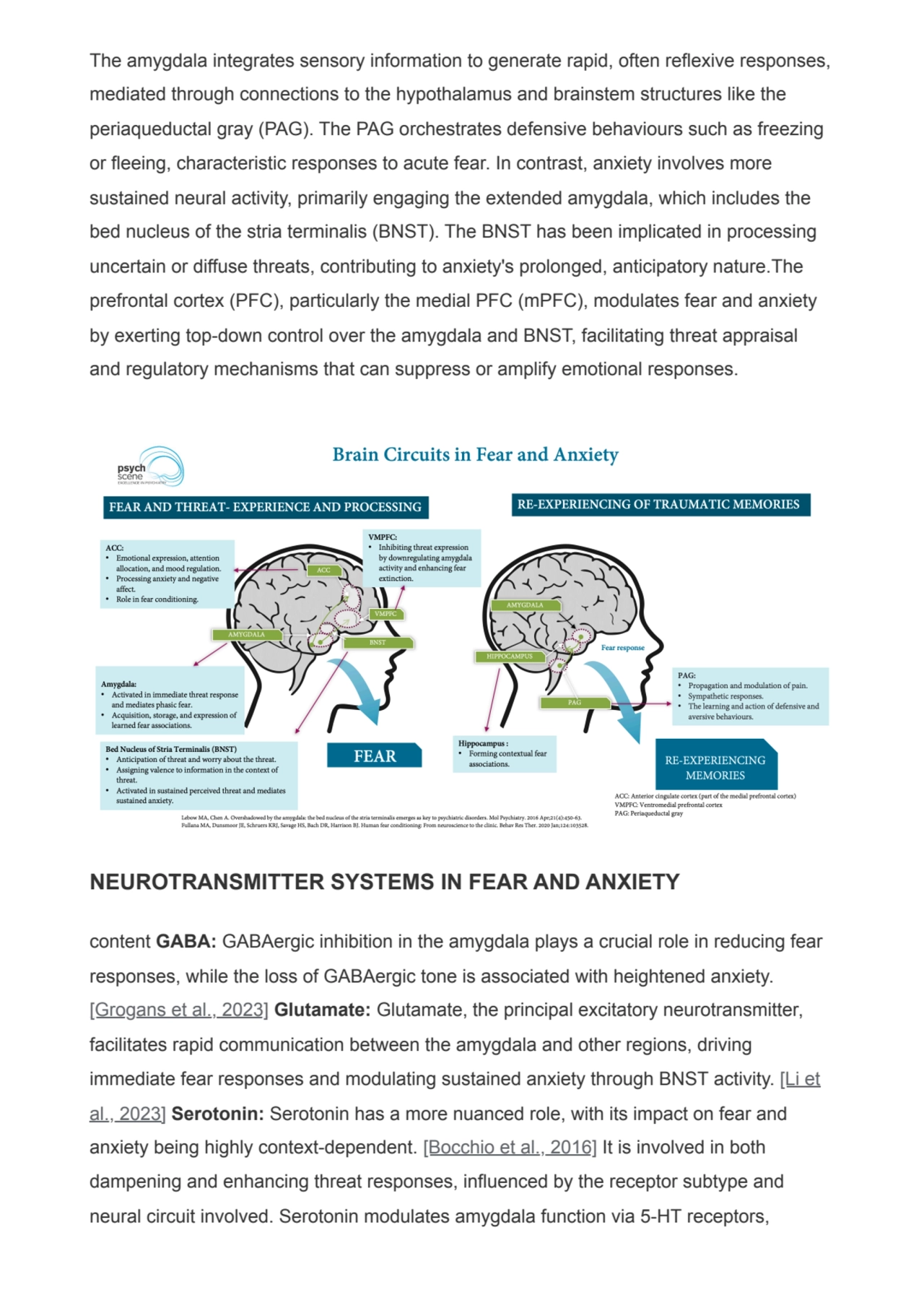 The amygdala integrates sensory information to generate rapid, often reflexive responses,
mediated…