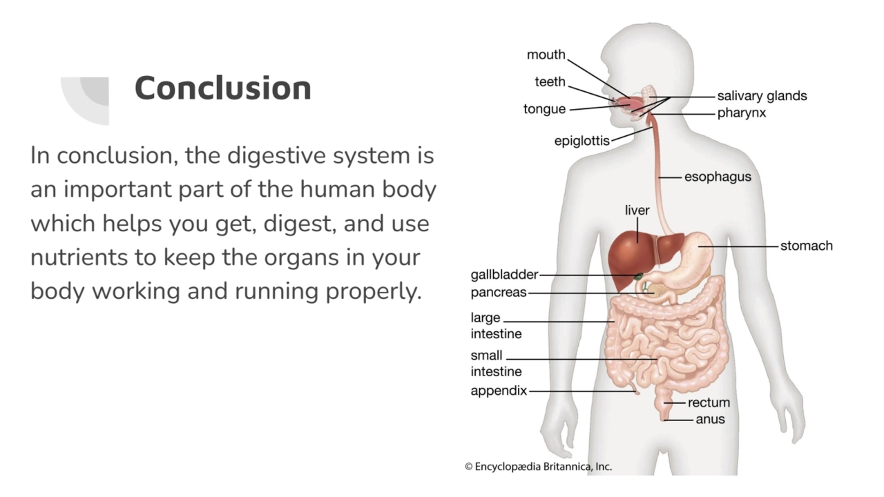 Conclusion
In conclusion, the digestive system is 
an important part of the human body 
which he…