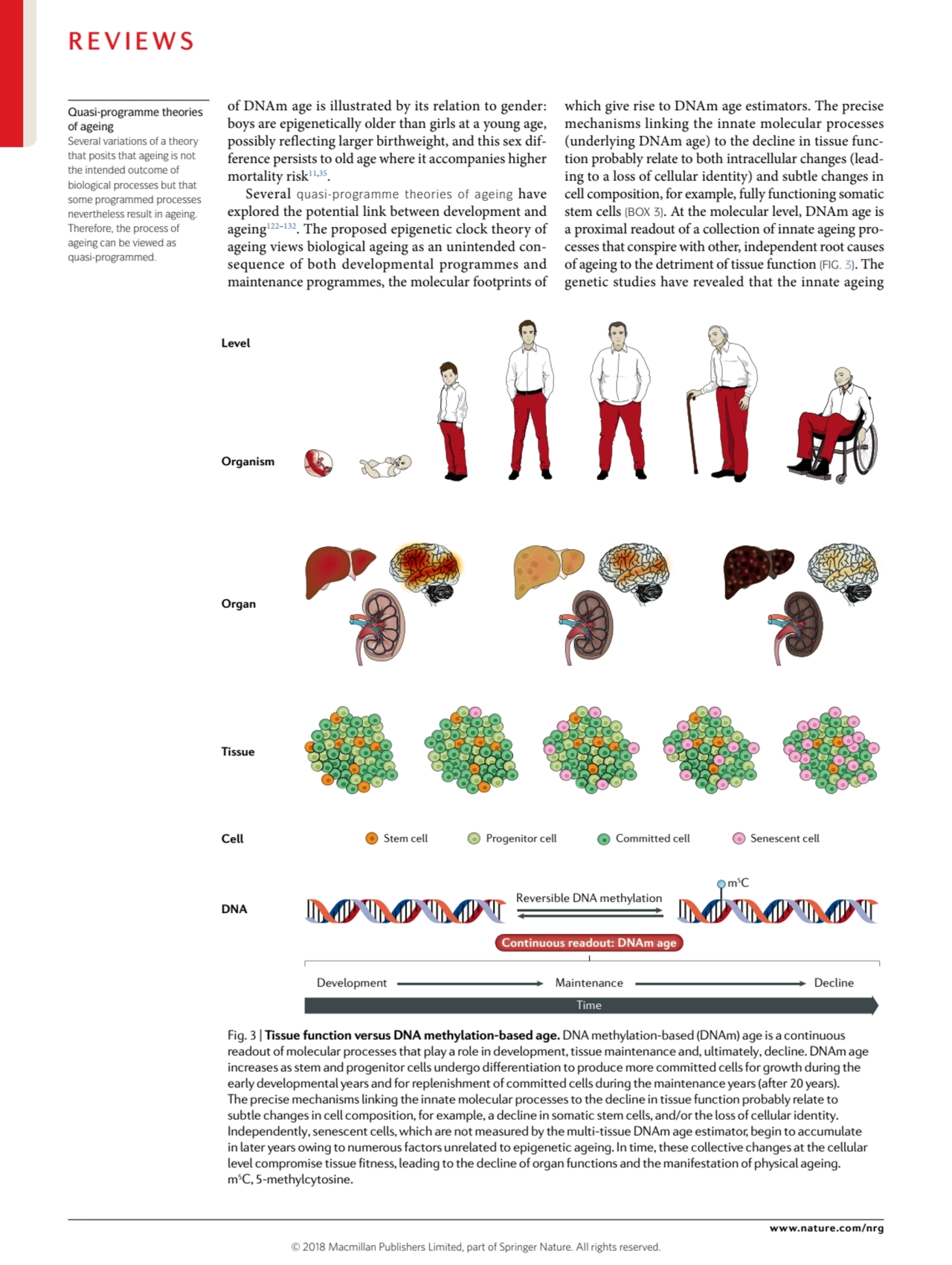 of DNAm age is illustrated by its relation to gender: 
boys are epigenetically older than girls at…