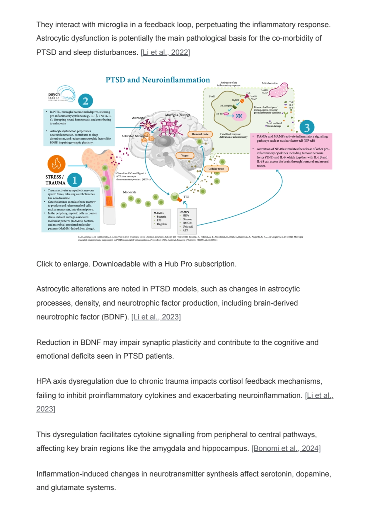 They interact with microglia in a feedback loop, perpetuating the inflammatory response.
Astrocyti…