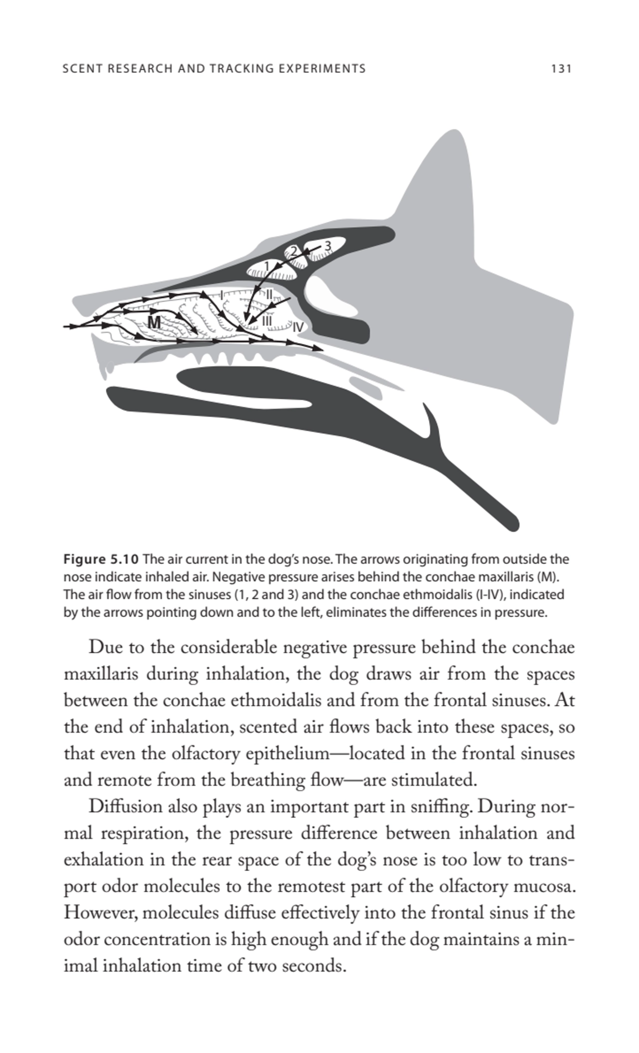 SCENT RESEARCH AND TRACKING EXPERIMENTS 131
Due to the considerable negative pressure behind the c…