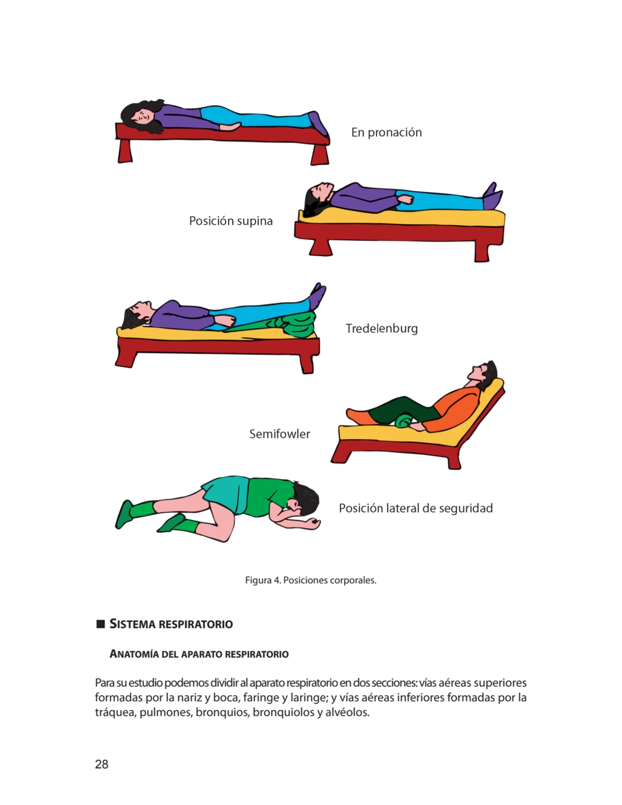 28
Figura 4. Posiciones corporales.
∎ sisteMa respiratorio
anatoMía del aparato respiratorio
Pa…