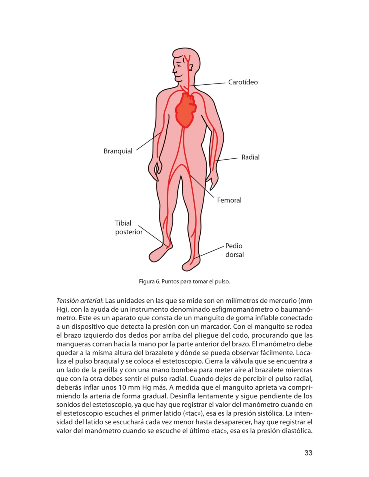 33
Figura 6. Puntos para tomar el pulso.
Tensión arterial: Las unidades en las que se mide son en…