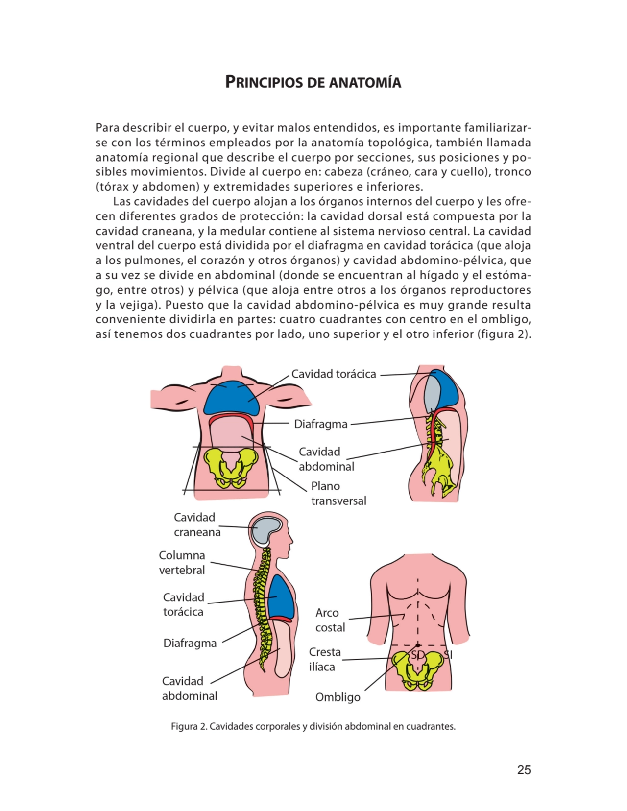 25
principios de anatoMía
Para describir el cuerpo, y evitar malos entendidos, es importante fami…