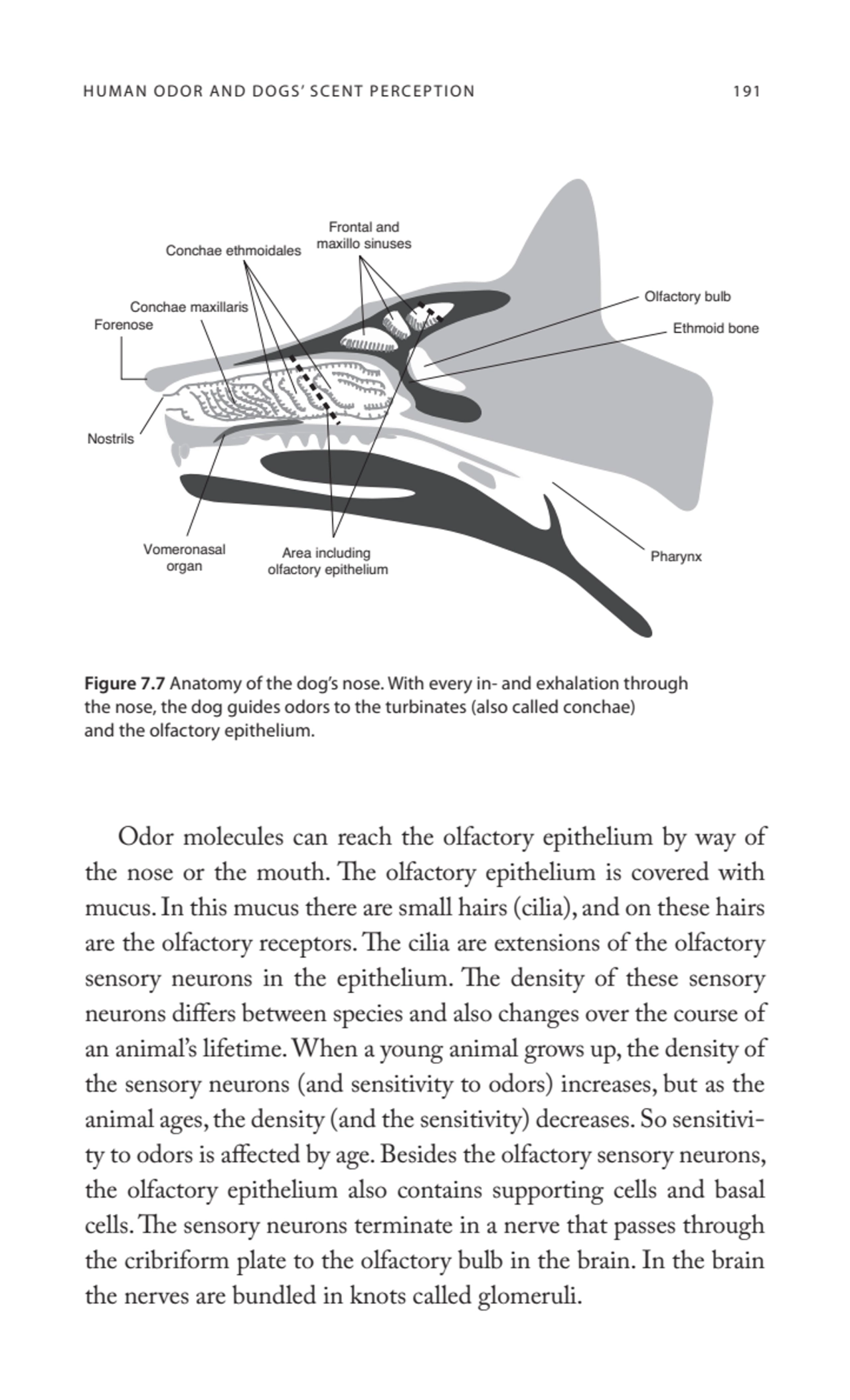 H U MA N O D O R A N D D O G S’ S C E N T P E R C E P T I O N 191
Odor molecules can reach the olf…