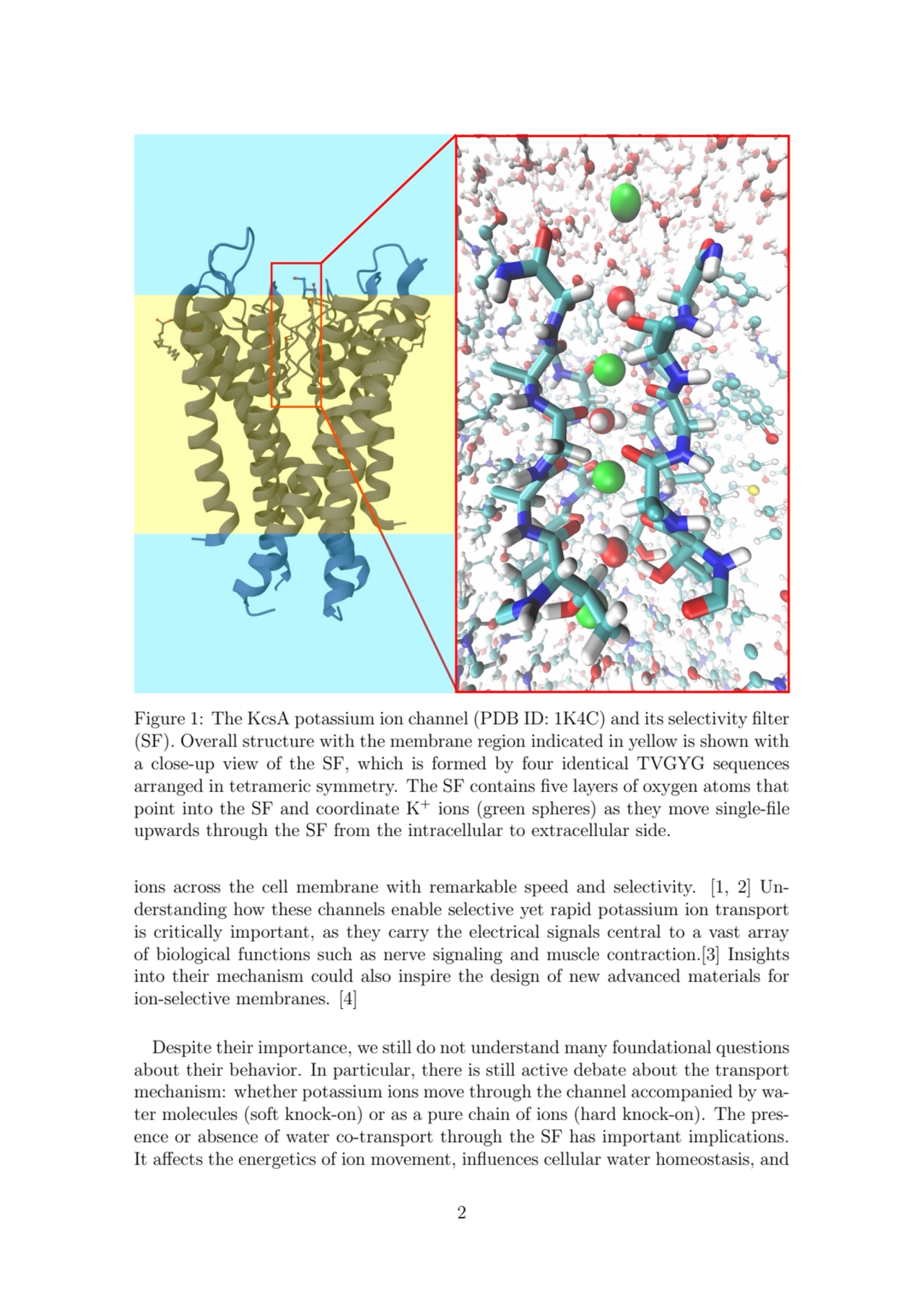 Figure 1: The KcsA potassium ion channel (PDB ID: 1K4C) and its selectivity filter
(SF). Overall s…