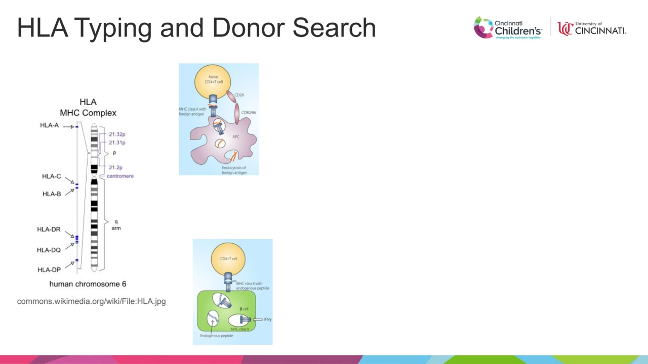 HLA Typing and Donor Search
commons.wikimedia.org/wiki/File:HLA.jpg