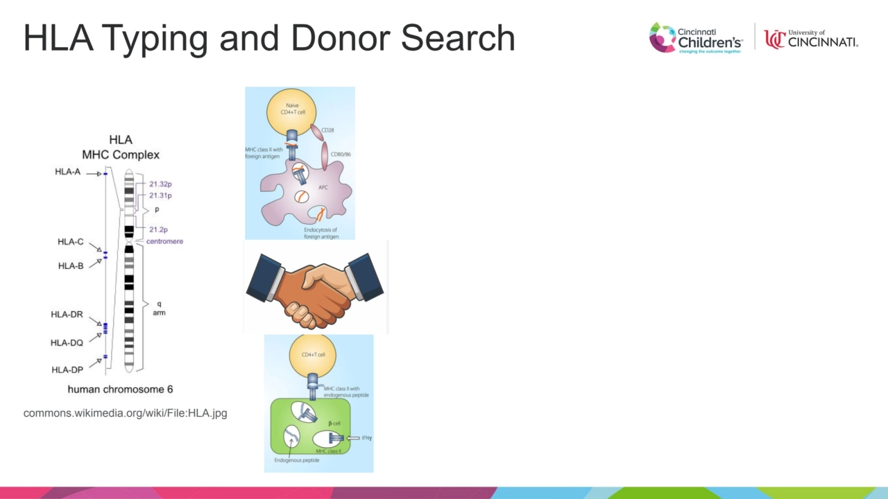 HLA Typing and Donor Search
commons.wikimedia.org/wiki/File:HLA.jpg