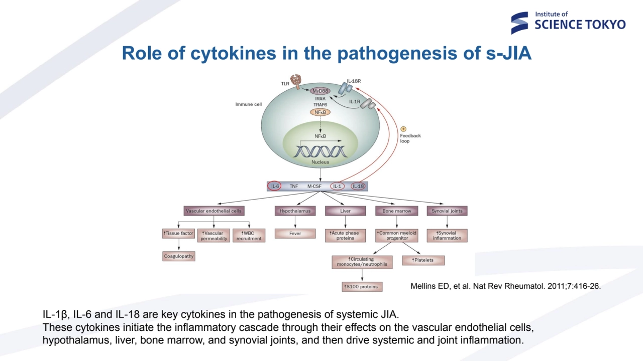 Role of cytokines in the pathogenesis of s-JIA
Mellins ED, et al. Nat Rev Rheumatol. 2011;7:416-26…