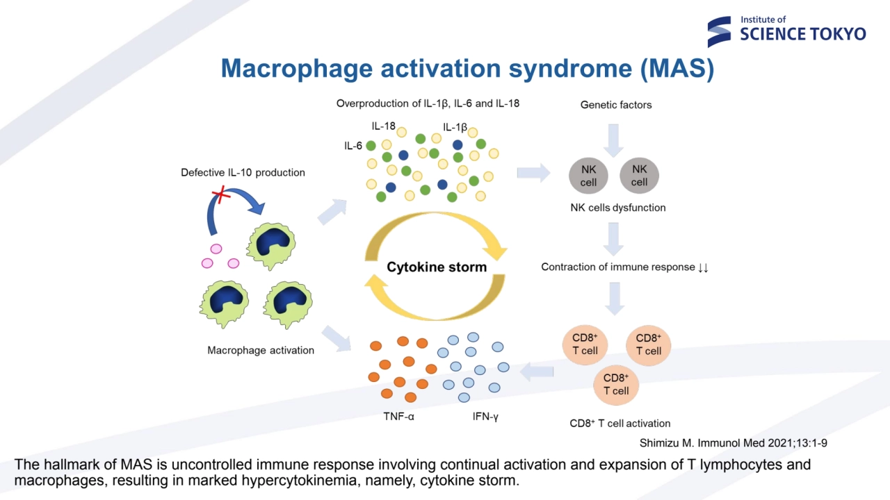 The hallmark of MAS is uncontrolled immune response involving continual activation and expansion of…