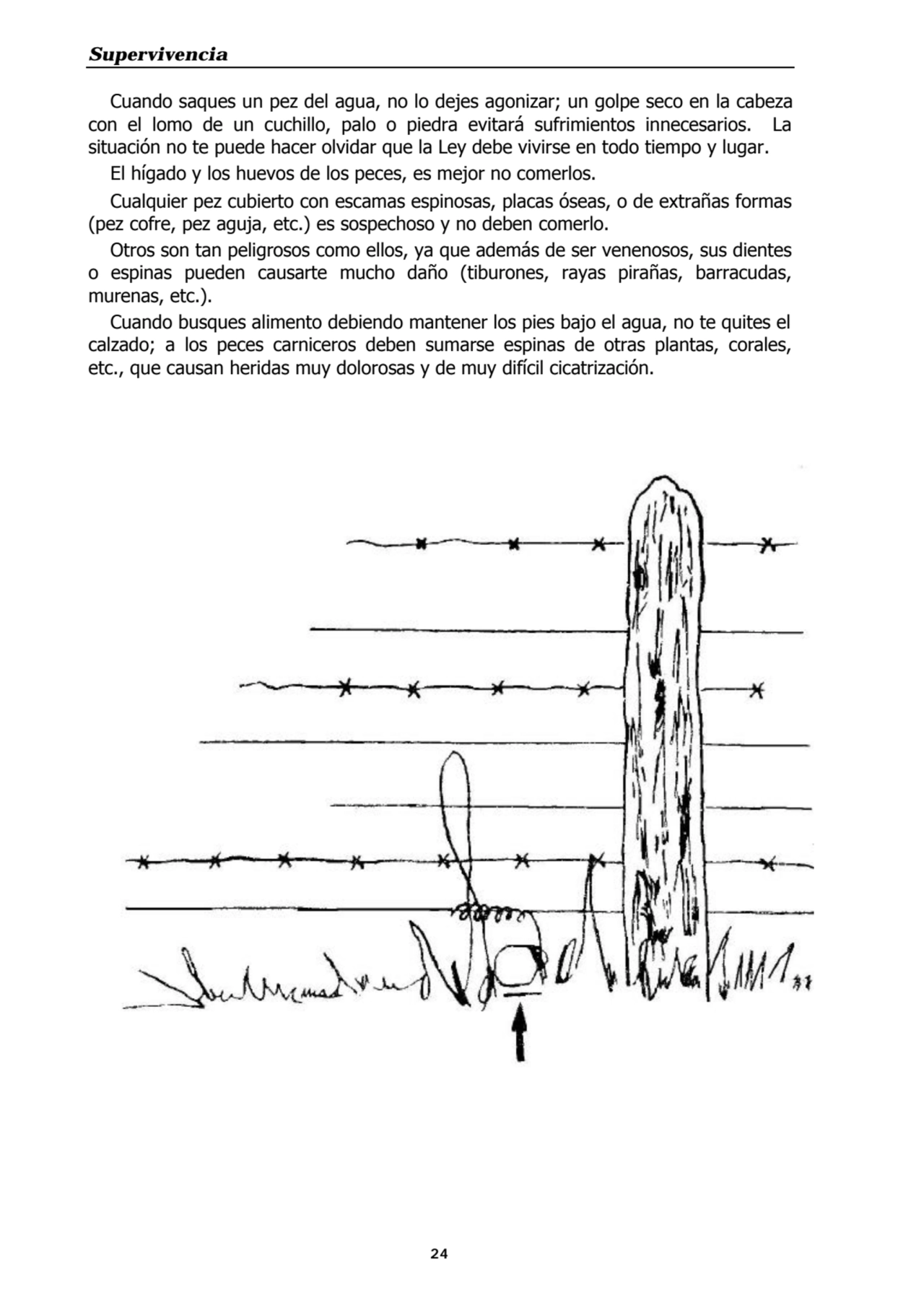 Supervivencia
24
Cuando saques un pez del agua, no lo dejes agonizar; un golpe seco en la cabeza
…