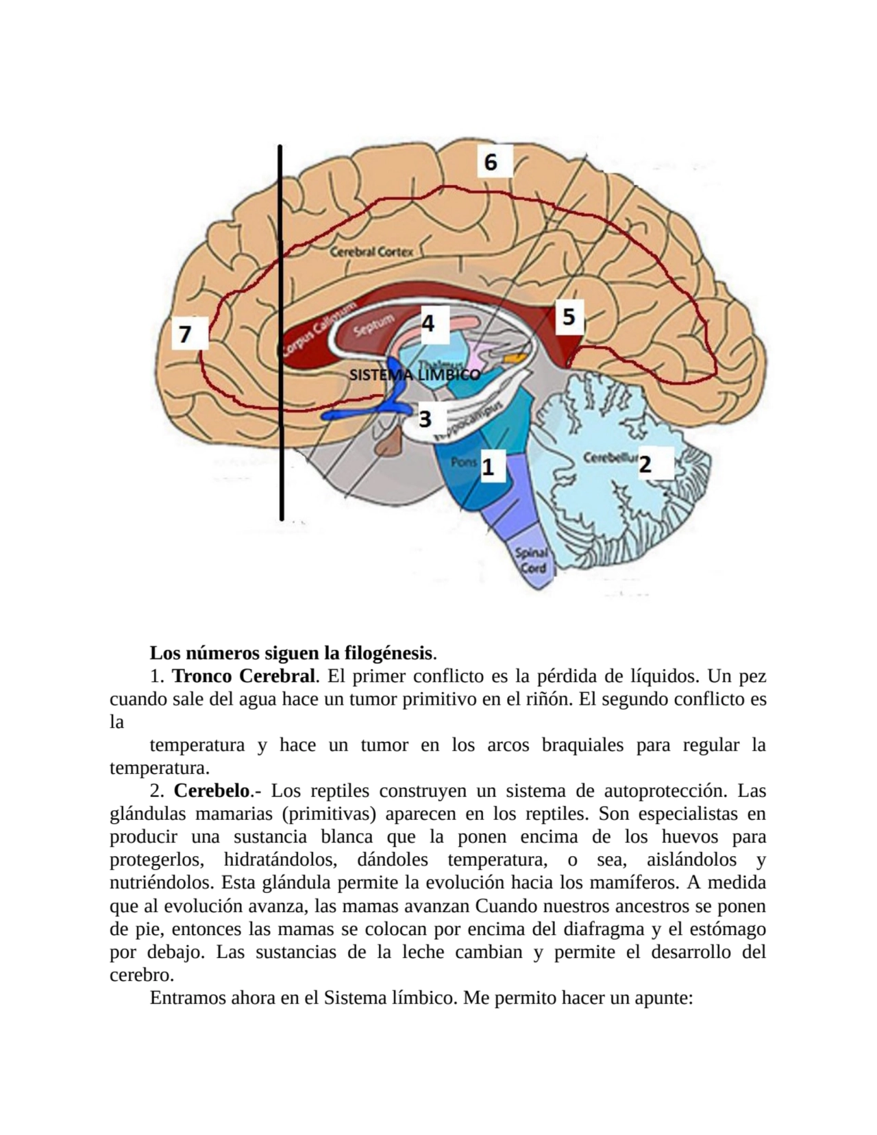 Los números siguen la filogénesis.
1. Tronco Cerebral. El primer conflicto es la pérdida de líquid…