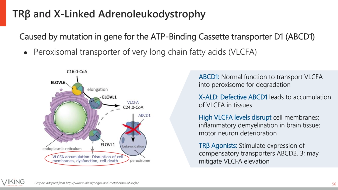 TRβ and X-Linked Adrenoleukodystrophy
Caused by mutation in gene for the ATP-Binding Cassette tran…