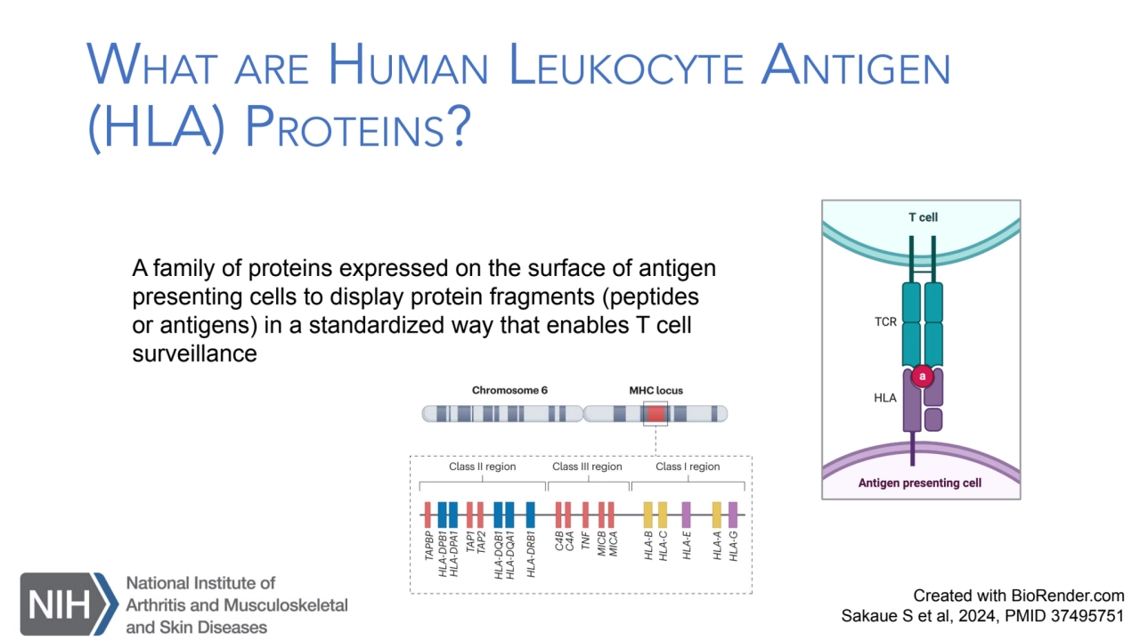 WHAT ARE HUMAN LEUKOCYTE ANTIGEN
(HLA) PROTEINS?
A family of proteins expressed on the surface of…