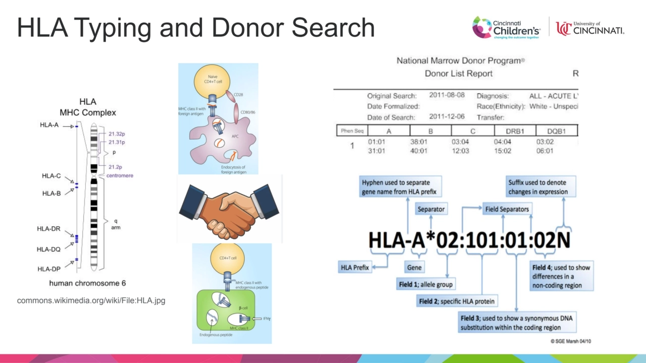 HLA Typing and Donor Search
commons.wikimedia.org/wiki/File:HLA.jpg