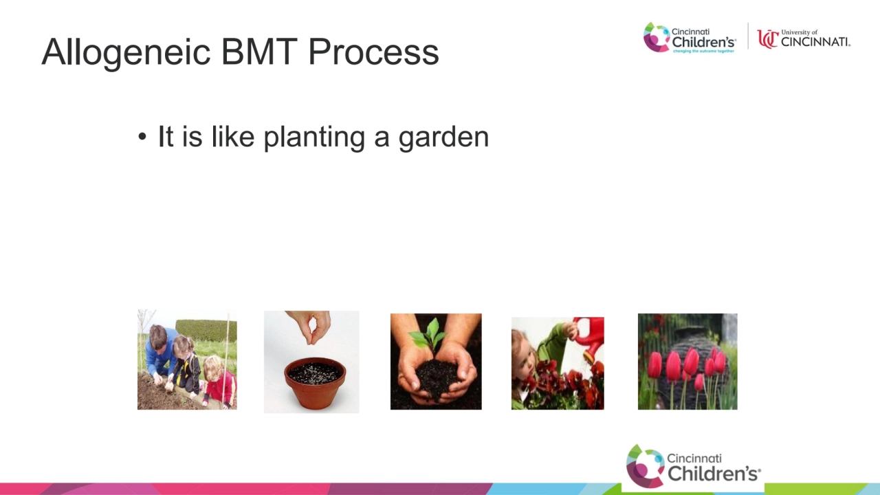 Allogeneic BMT Process
• It is like planting a garden