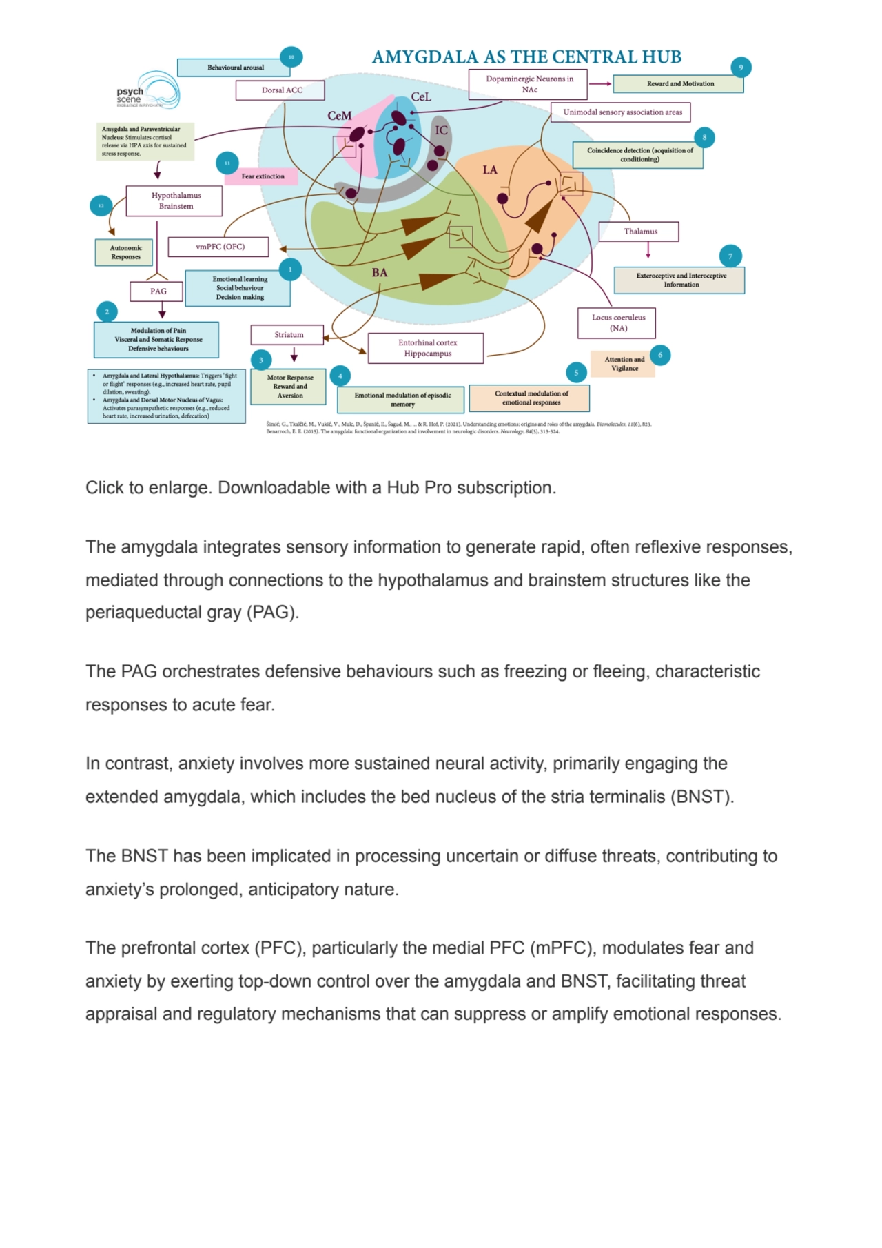 Click to enlarge. Downloadable with a Hub Pro subscription.
The amygdala integrates sensory inform…