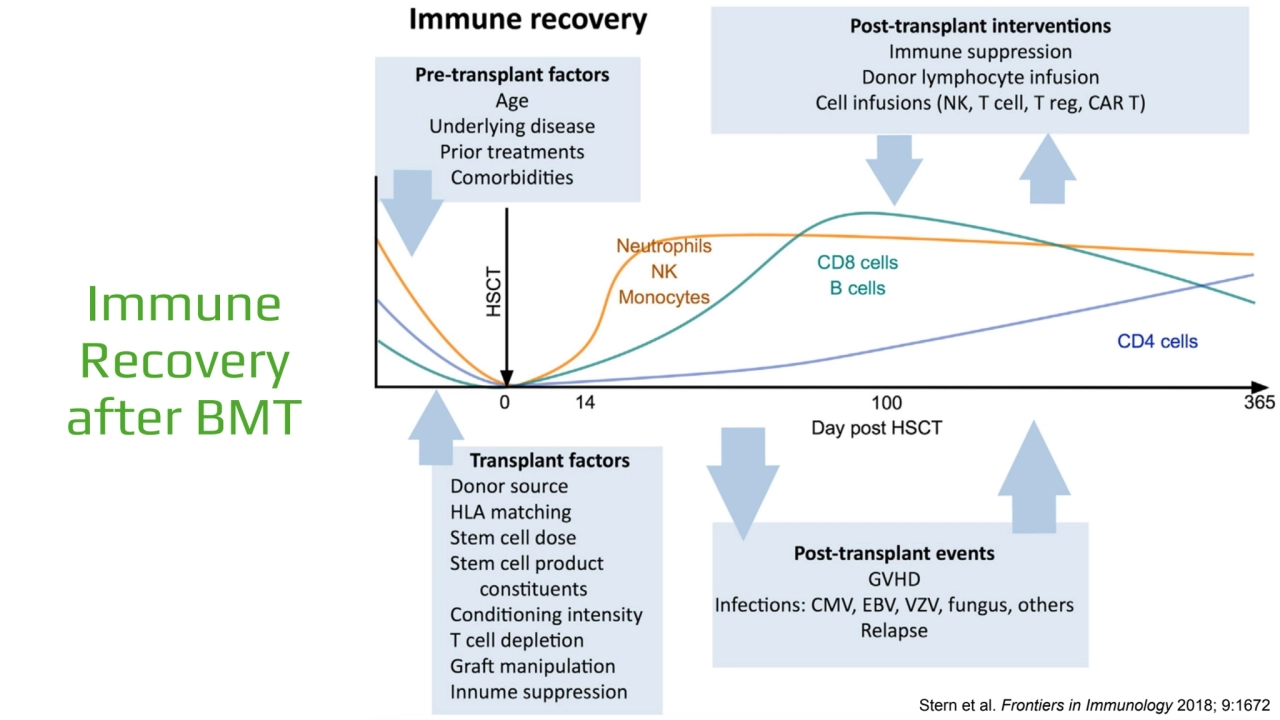 Immune 
Recovery 
after BMT
Stern et al. Frontiers in Immunology 2018; 9:1672