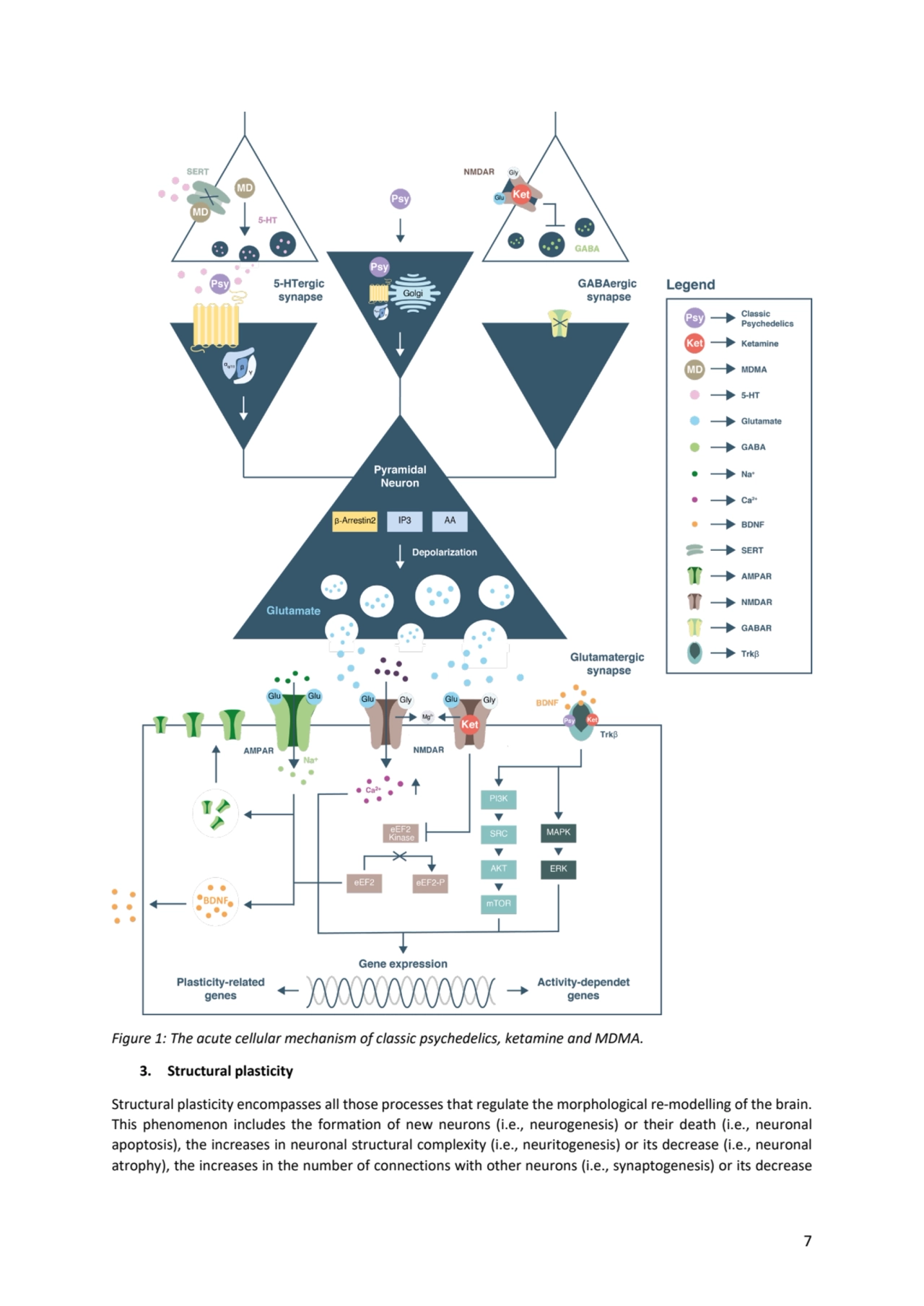 7
Figure 1: The acute cellular mechanism of classic psychedelics, ketamine and MDMA.
3. Structura…